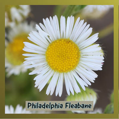 Philadelphia Fleabane